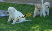 Labrador Retriever  puppies available at poddarkennel(9313005254).....